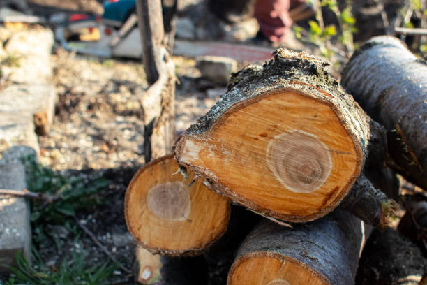 How Our Tree Care Process Works  in  Lincoln, MO