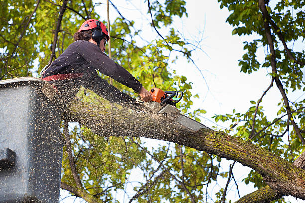 Lincoln, MO Tree Services Company