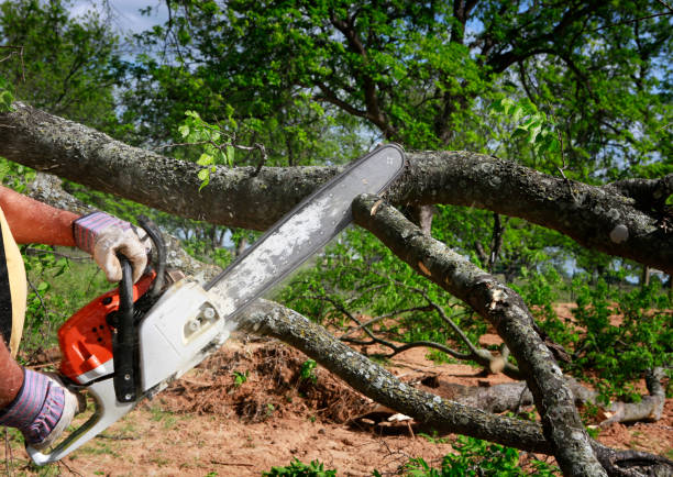 Leaf Removal in Lincoln, MO